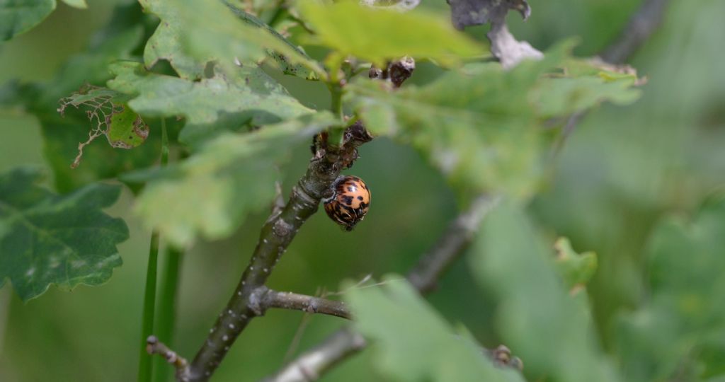 Galla su farnia. No, Homoptera, Kermesidae (cocciniglia).